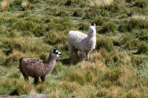Foto stok gratis alpacas, bidang, binatang