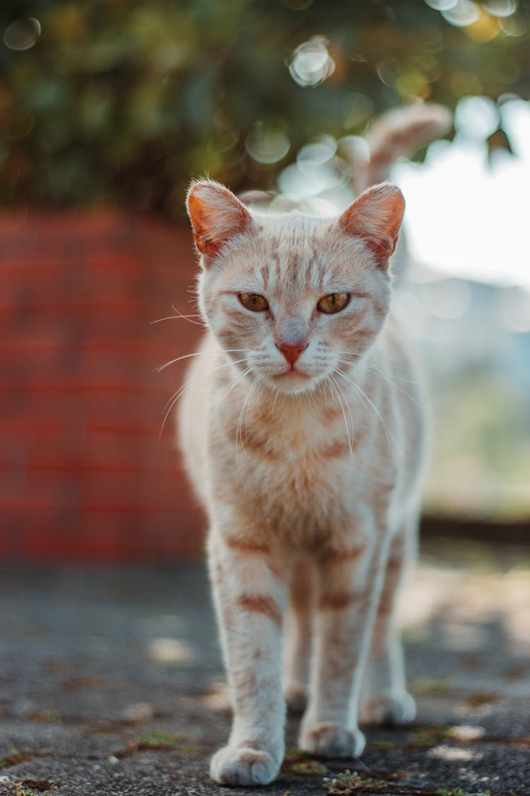 Tabby Ginger Kitten