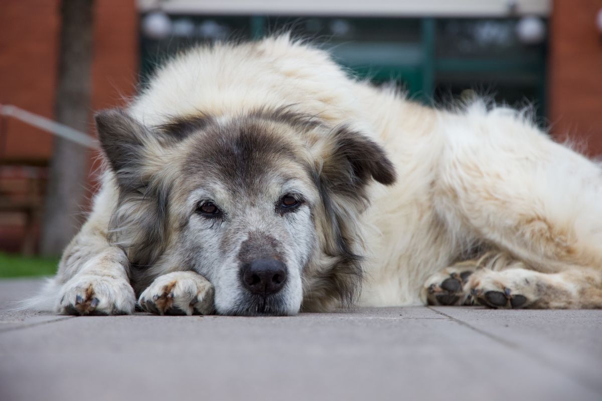 Arthrose chez le chien âgé : symptômes et soulagement - Les races de chiens les plus touchées par l’arthrose