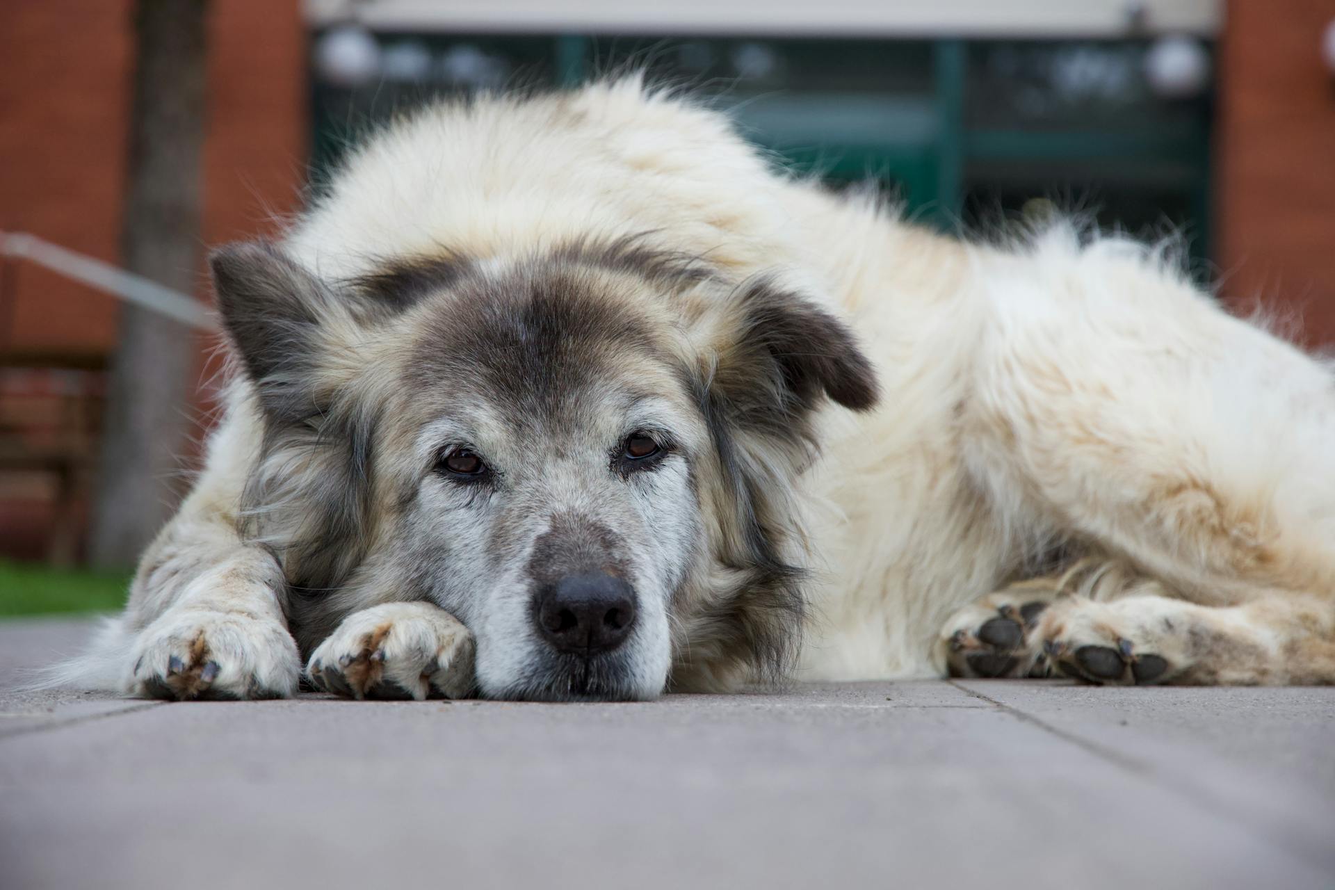 Un vieux chien sur le trottoir