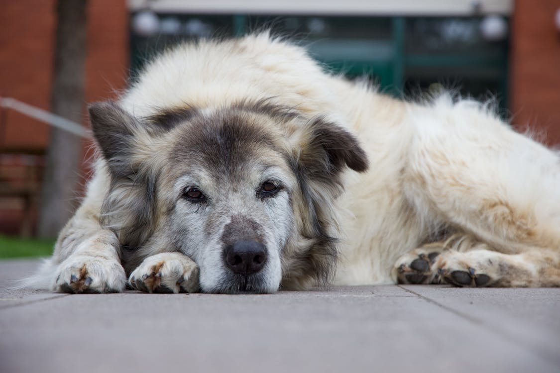 Free A large dog laying on the ground in front of a building Stock Photo