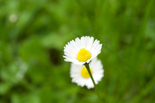 Foto stok gratis bunga kecil, fotografi makro