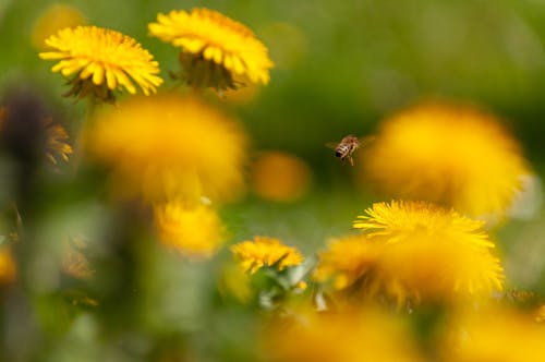 A bee flies over yellow dandelions