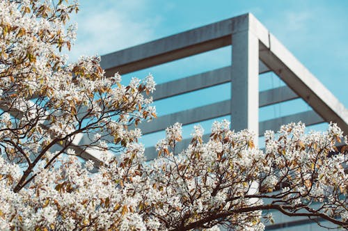 A tree with white blossoms and a building in the background