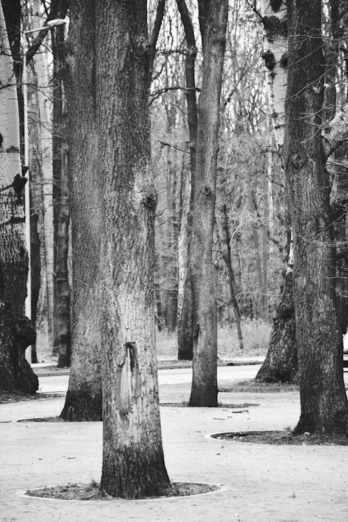 Free A black and white photo of trees in the woods Stock Photo