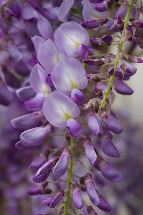 Foto stok gratis bunga-bunga indah, wisteria