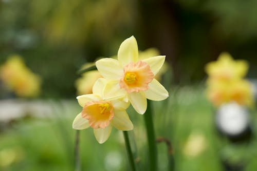 Foto stok gratis bunga daffodil, bunga kuning