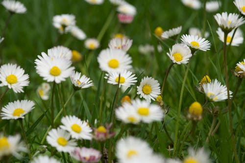 White flowers grass