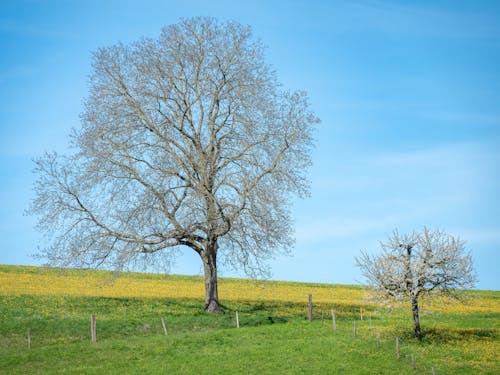 Two trees in a field with a blue sky