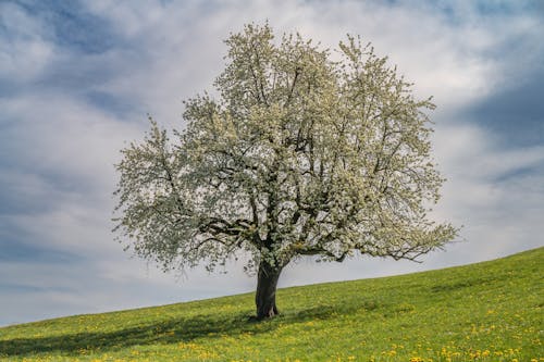 Ingyenes stockfotó domb, fa, környezet témában