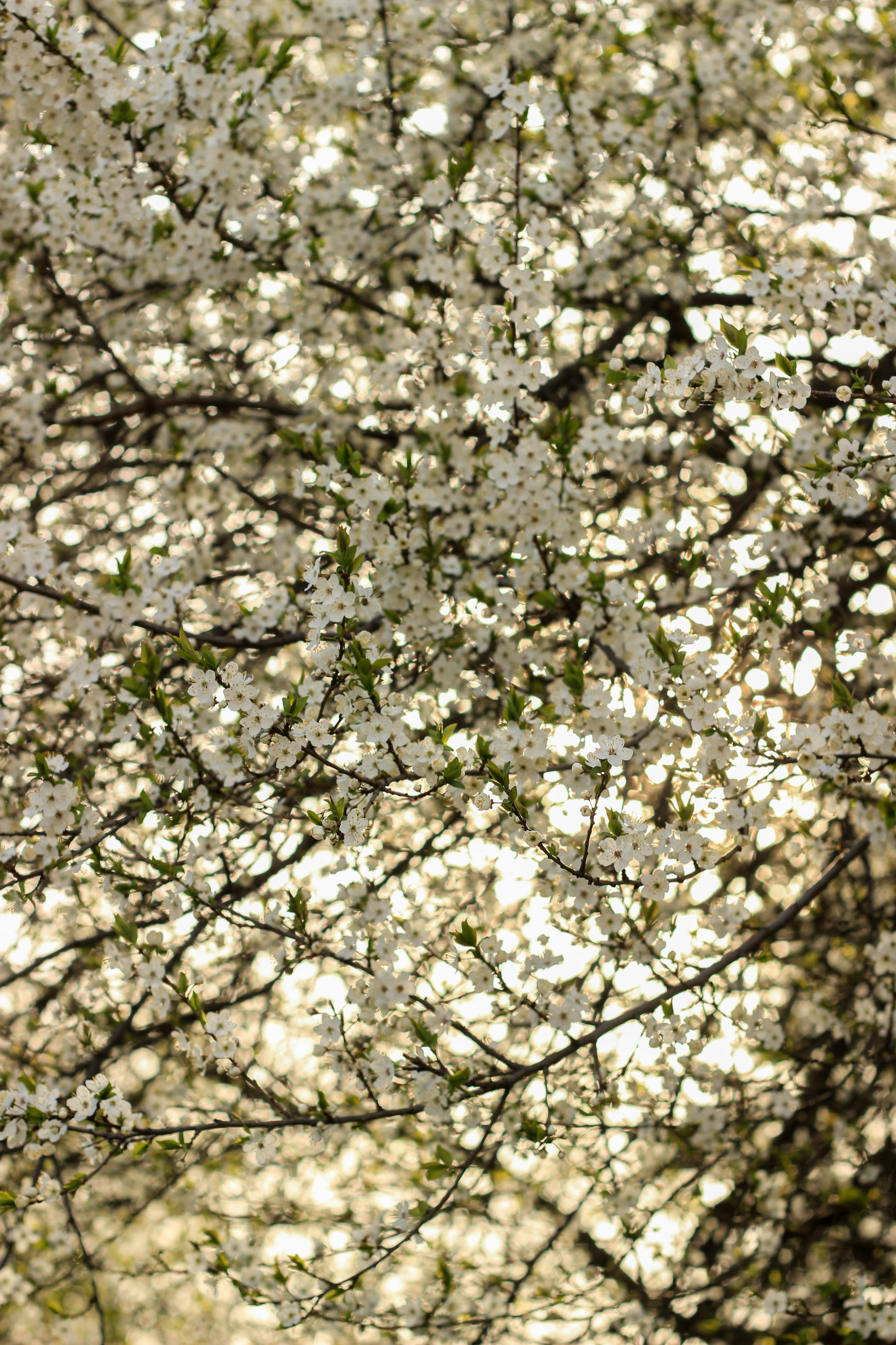 Free Beautiful white blossoms on tree branches captured in spring sunlight, creating a vibrant and natural scene. Stock Photo