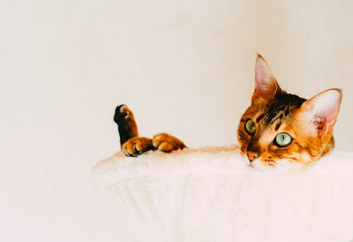 Free A cat laying on top of a cat tower Stock Photo