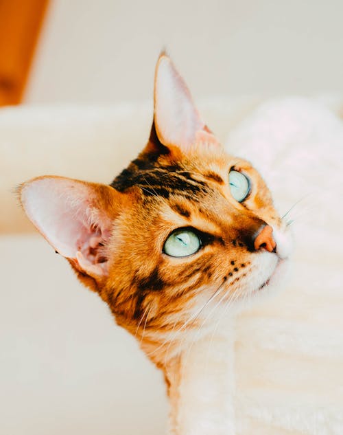 Free A cat with green eyes looking up at the camera Stock Photo