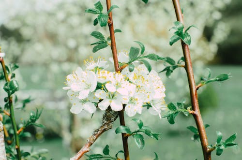 Foto profissional grátis de arbusto, branco, cor