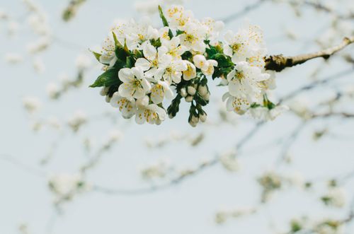 Free White cherry blossoms in focus, signifying spring's beauty. Stock Photo