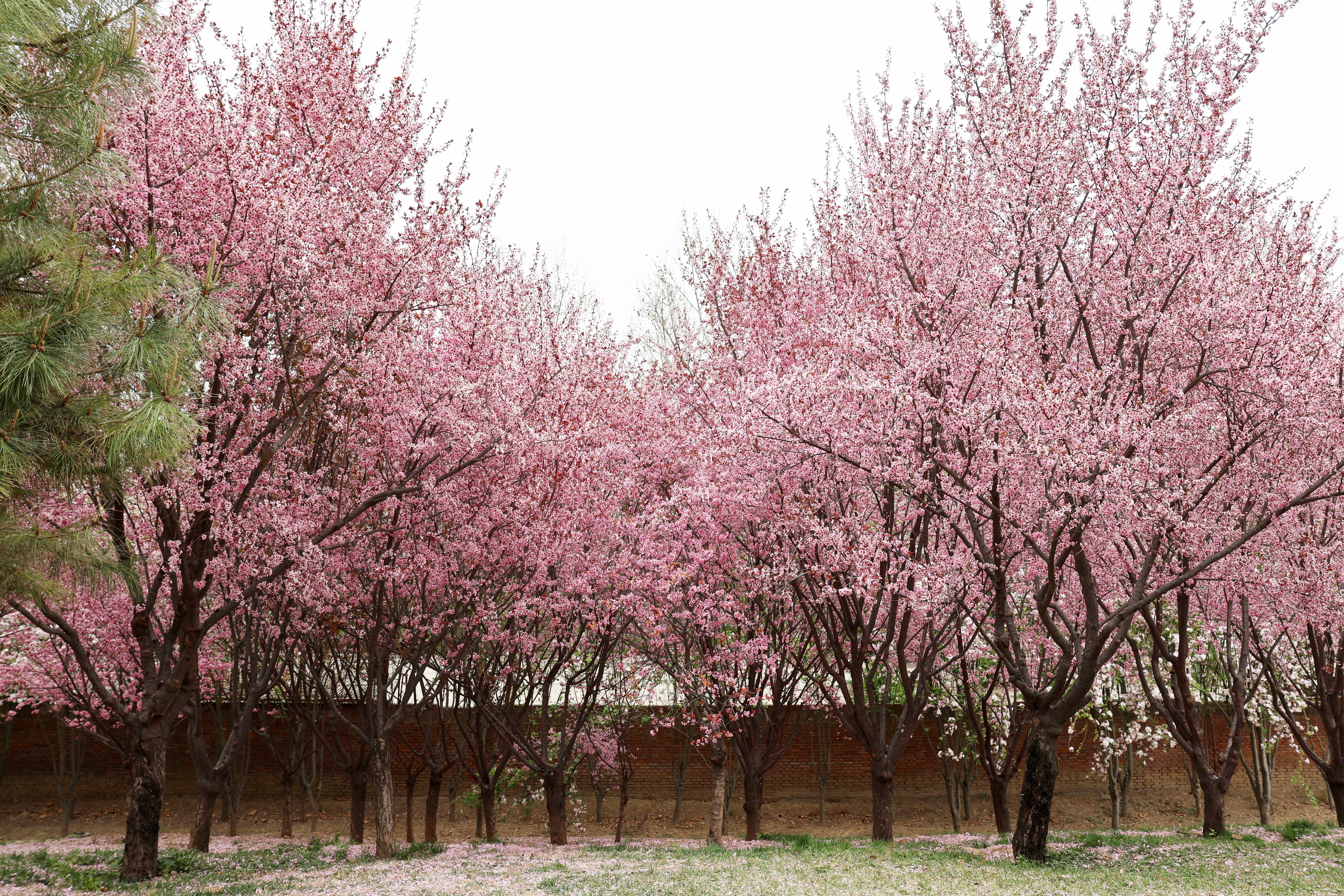 Cerezos en parque