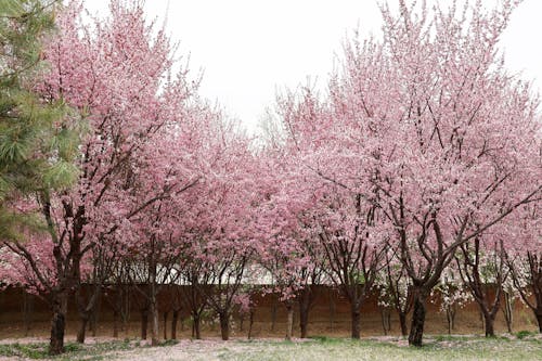 Foto profissional grátis de ao ar livre, árvore rosa, aumento