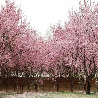 Cerezos en parque