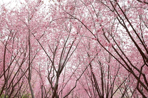 Beautiful Pink Blossoms in Spring