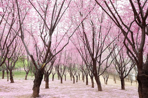 Gratis stockfoto met bloesems, bomen, kers