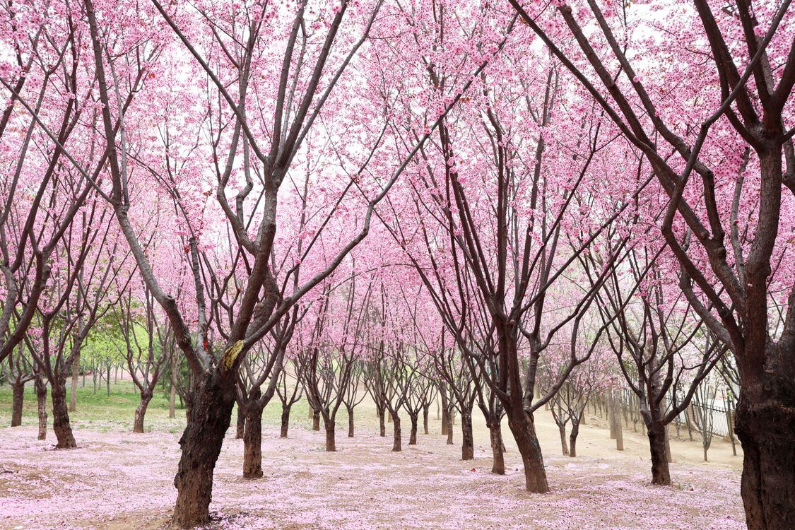 Cherry Tree In Spring Abundance of Pink Cherry Trees in Spring · Free Stock Photo