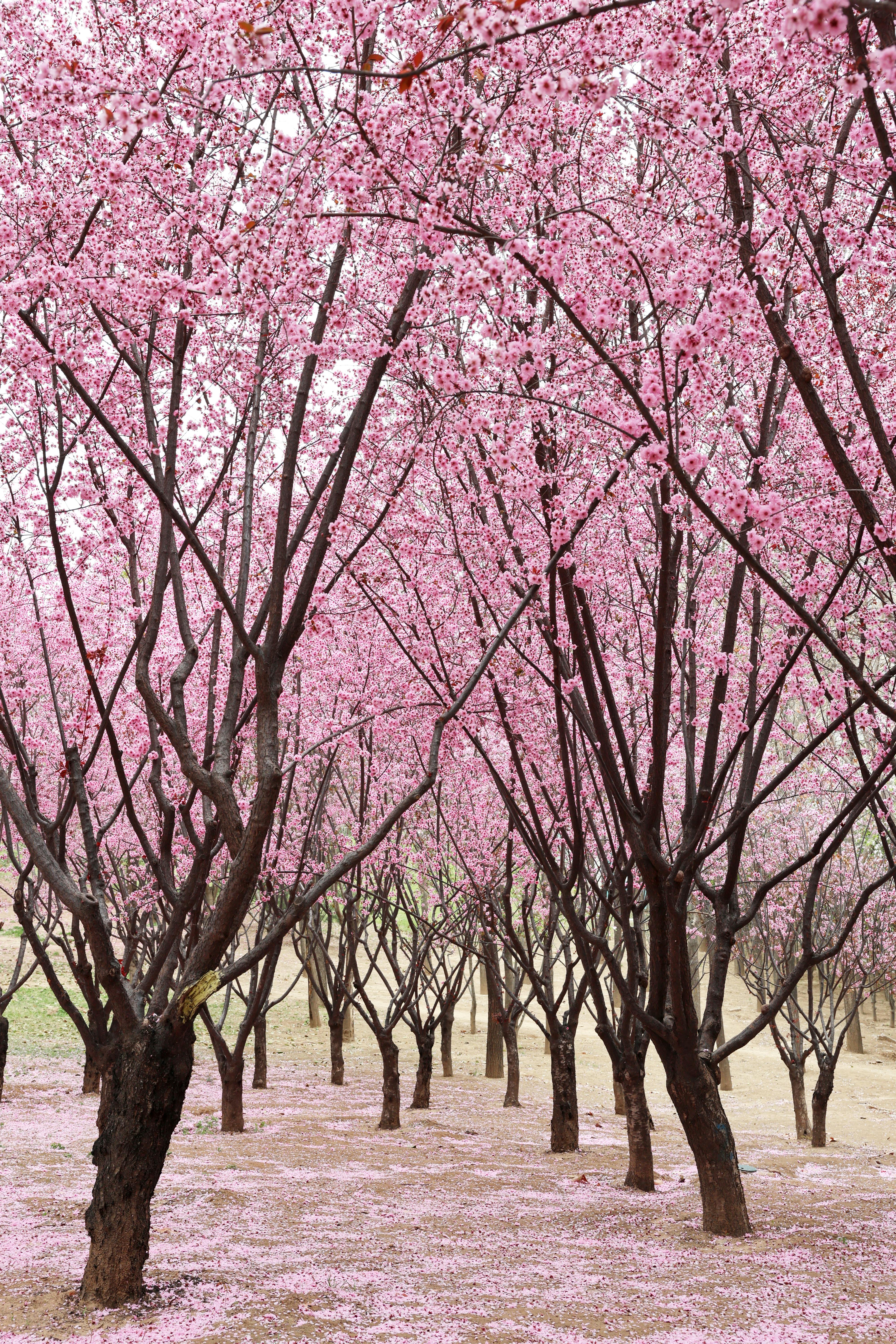 Scenic view of cherry blossom trees in full bloom during spring, creating a pink floral canopy.