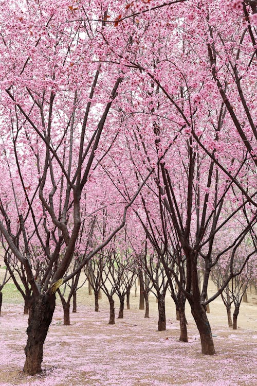 Beautiful Pink Blossoms in Spring