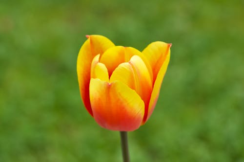 Bunga Tulp