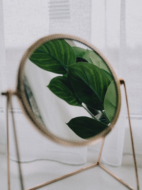 Free Leaves in Mirror Stock Photo