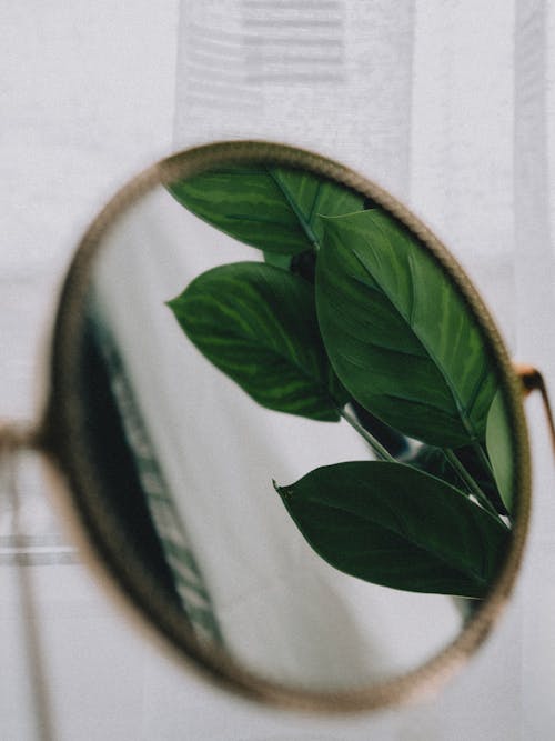Green Leaves in Round Mirror
