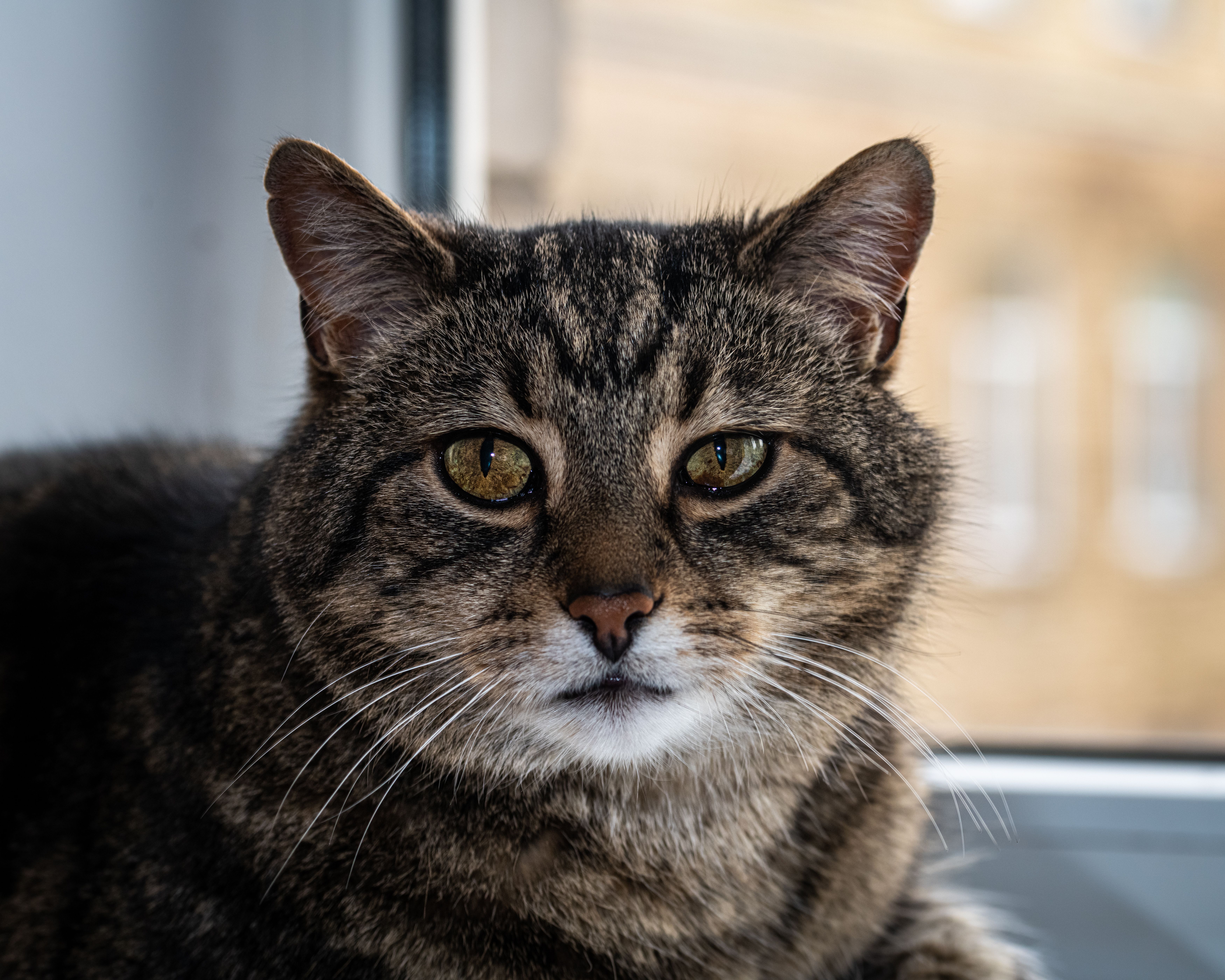 White and Gray Cat on Brown Roof · Free Stock Photo