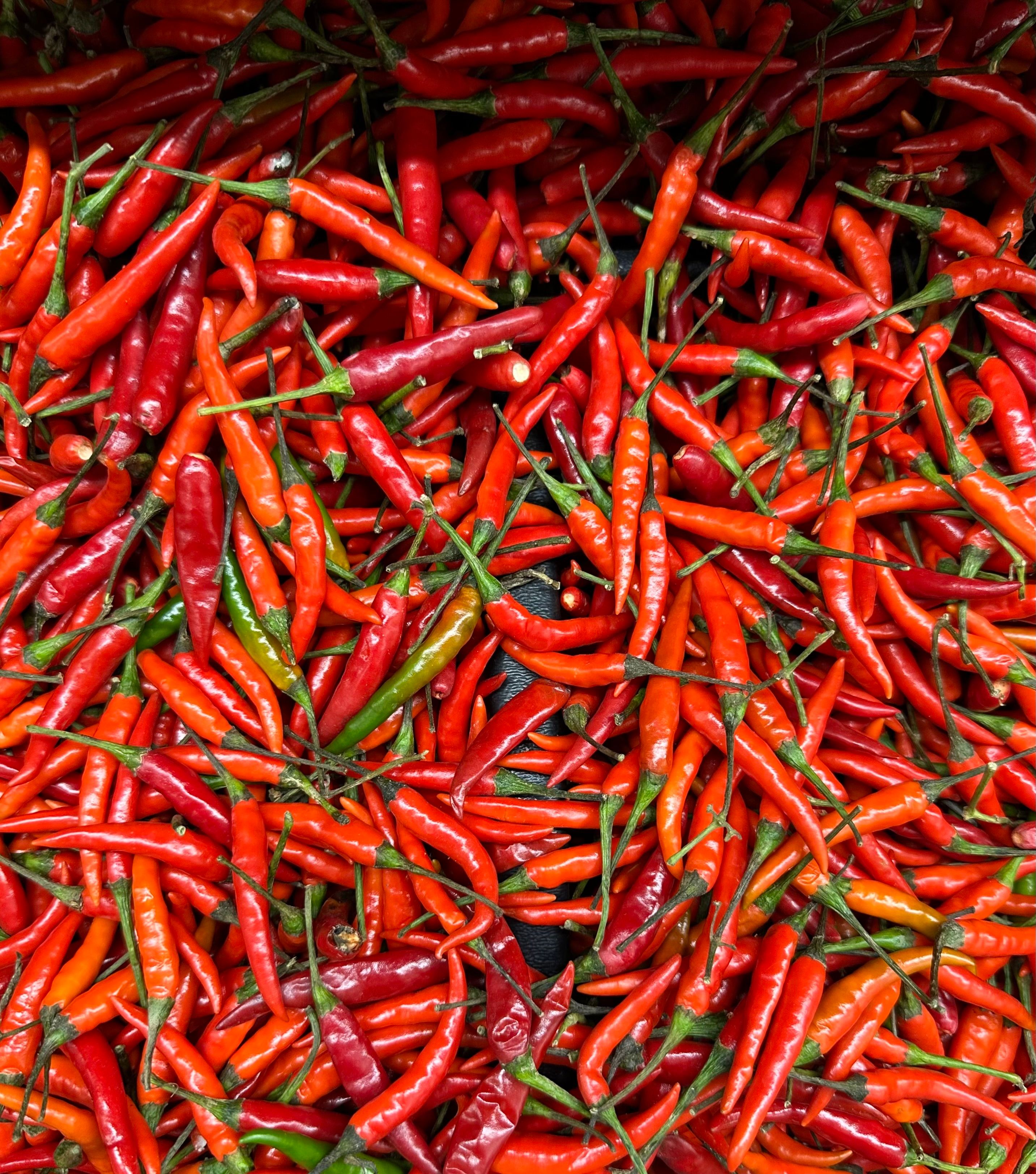 Ein Haufen frischer roter Chilischoten