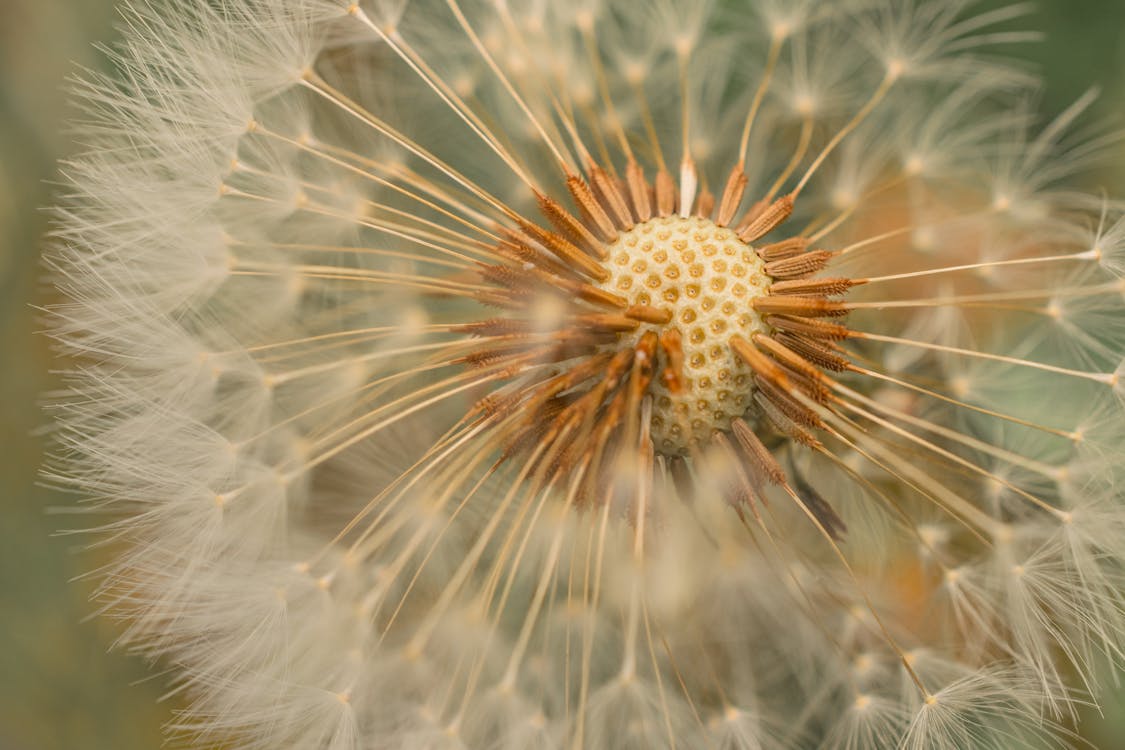 Dandilion