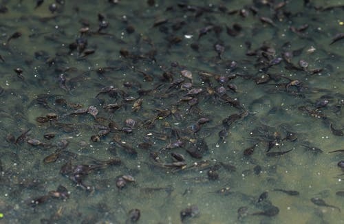 Free A group of small fish swimming in water Stock Photo