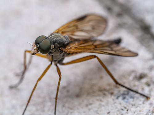 A fly with brown eyes and a long body