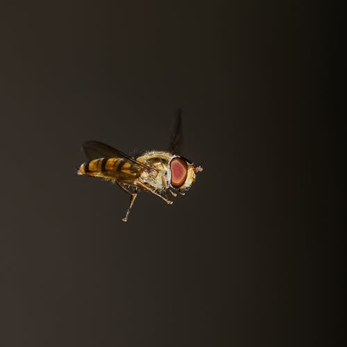 A fly is flying in the air with its wings spread