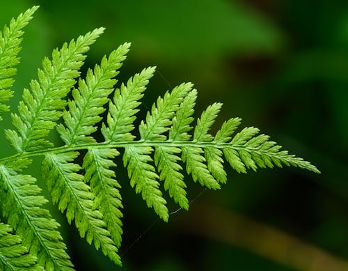 A fern leaf is shown in this photo