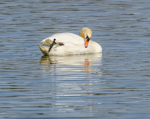 A swan is swimming in the water
