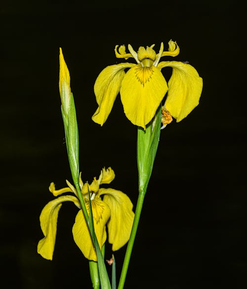 Two yellow iris flowers are shown in the dark