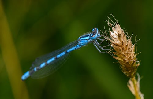 A blue dragonfly sitting on top of a plant