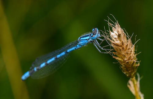 Darmowe zdjęcie z galerii z dzika przyroda, fotografia zwierzęcia, natura