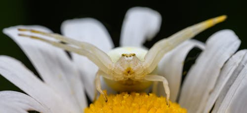 A white spider sitting on top of a yellow flower