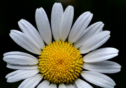 A white daisy with a yellow center is shown