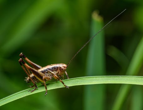Detailed macro shot of a cricket perched on a green grass blade, showcasing its antennae.
