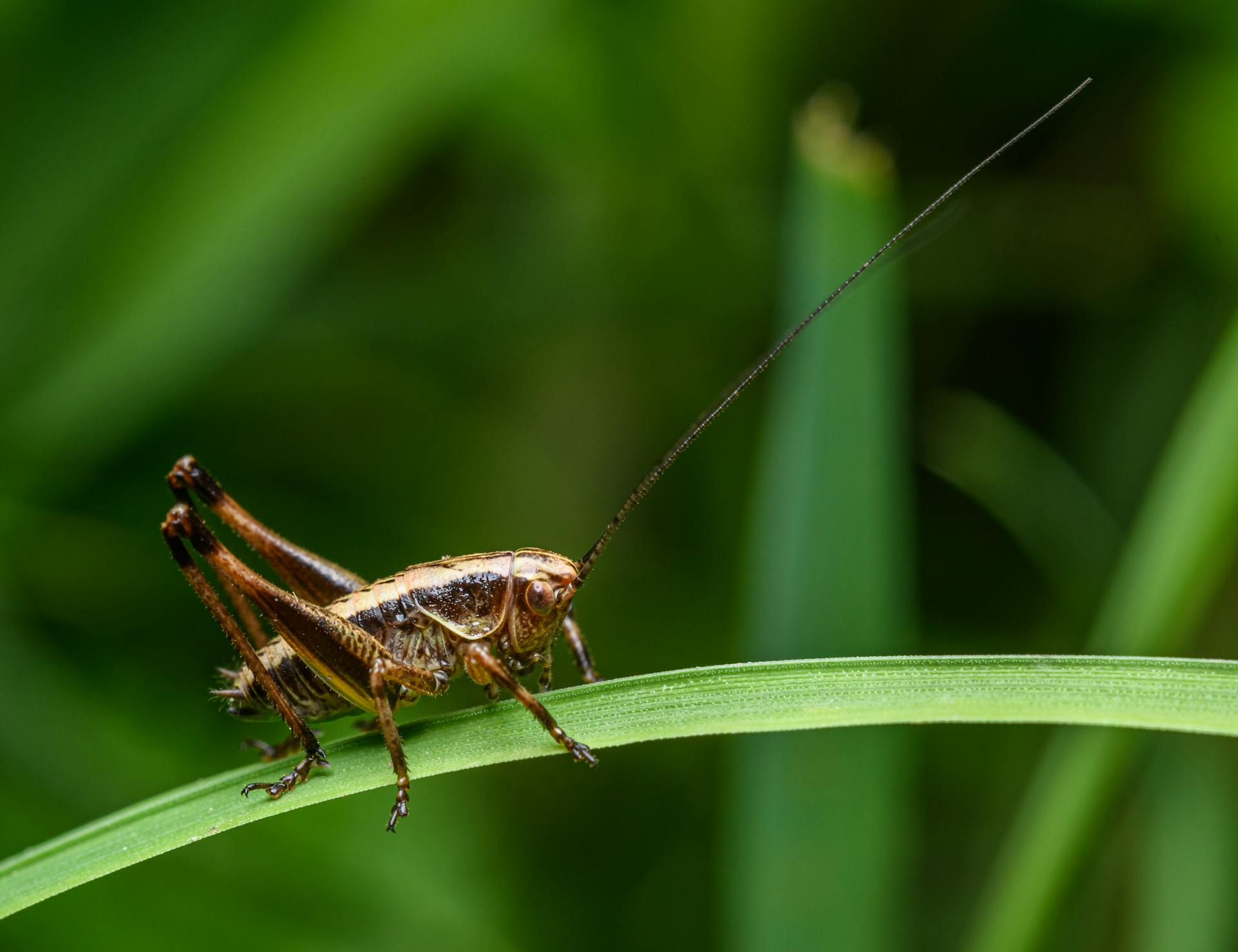 Close-up of a Cricket Sitting on a Blade of Grass