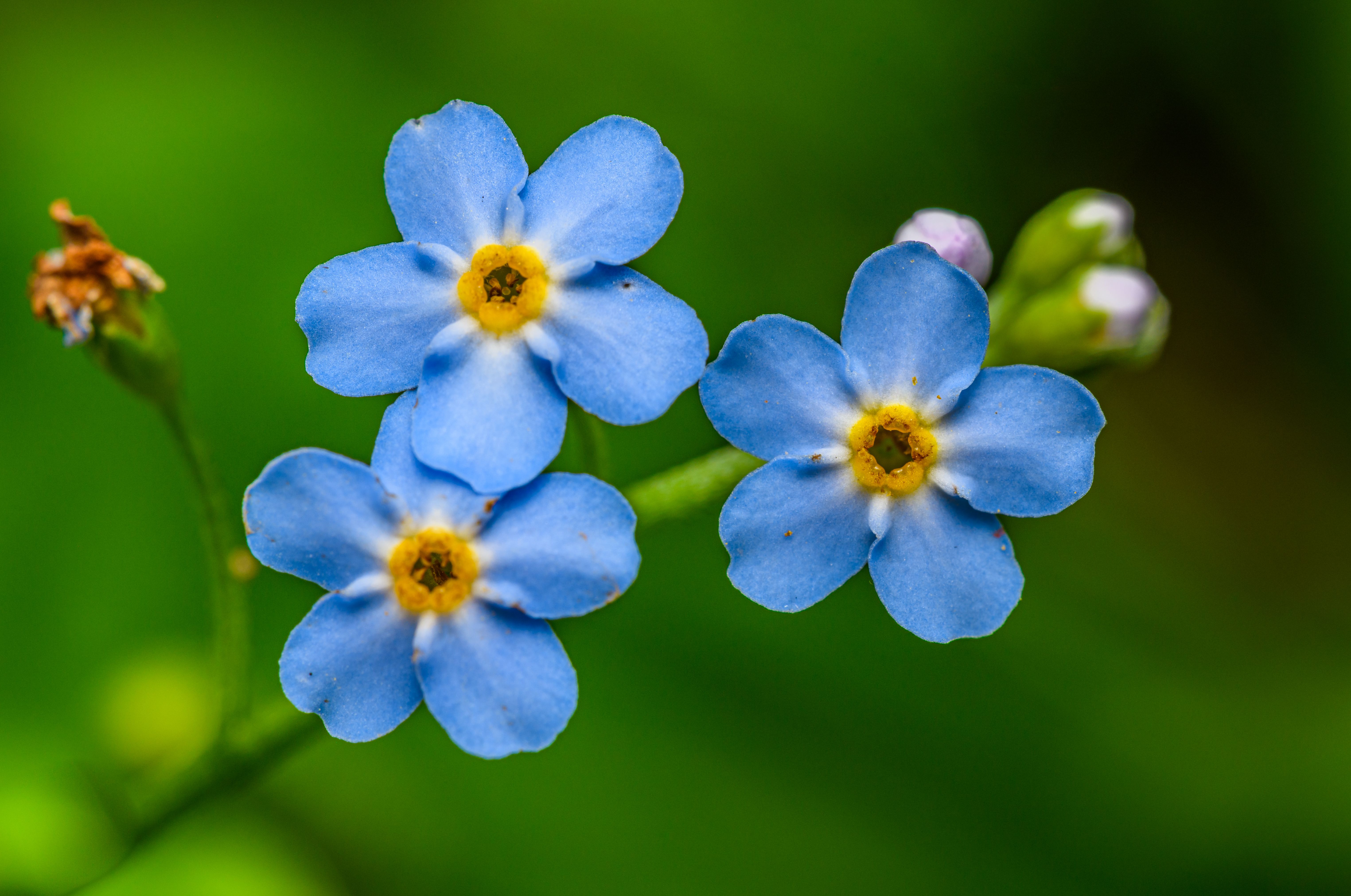 Blue Flowers in a Forest · Free Stock Photo