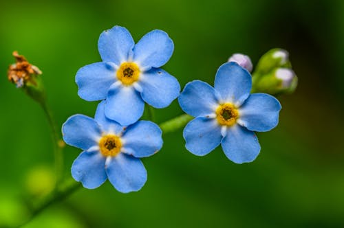 Three blue flowers with yellow centers are shown