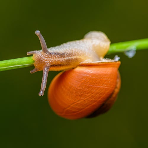 A snail is sitting on a stem with a green leaf