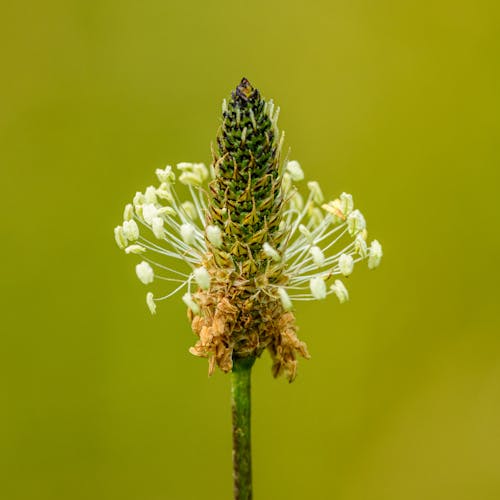 A close up of a flower with small white flowers