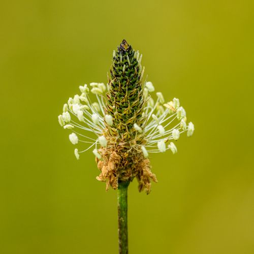 Free Detailed macro shot of a plantain flower in bloom, highlighting delicate petals and structure. Stock Photo